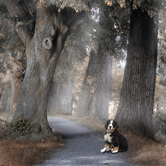 xyz Anton-Bäume-Montage-1855-Nr-5.jpg